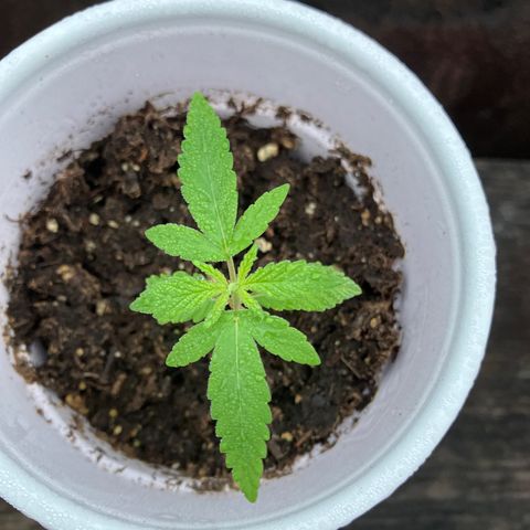 Plant 2 growlog timeline photo