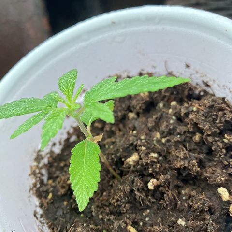 Plant 2 growlog timeline photo