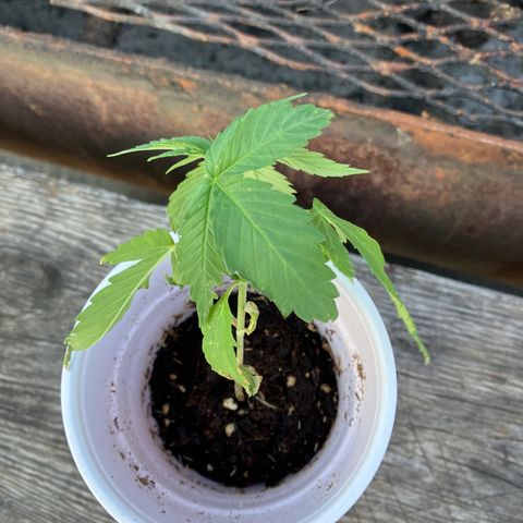 Plant 3 growlog timeline photo