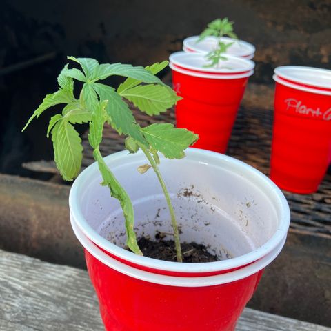 Plant 3 growlog timeline photo