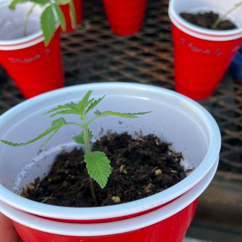 Plant 2 growlog timeline photo