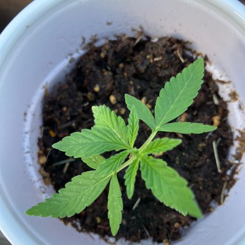 Plant 2 growlog timeline photo