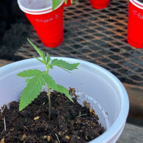 Plant 2 growlog timeline photo