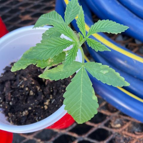 Plant 6 growlog timeline photo
