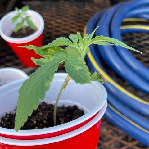 Plant 6 growlog timeline photo