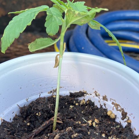 Plant 6 growlog timeline photo