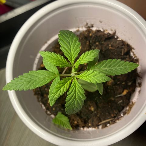 Plant 2 growlog photo: I trimmed plants 