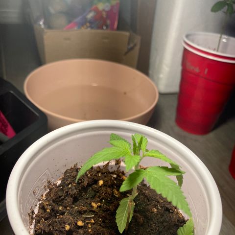 Plant 2 growlog photo: I trimmed plants 
