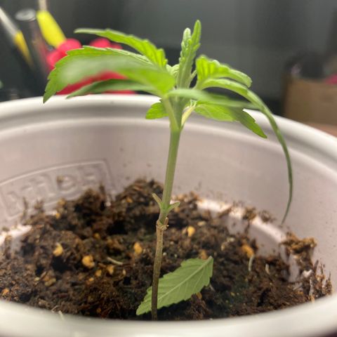 Plant 2 growlog photo: I trimmed plants 