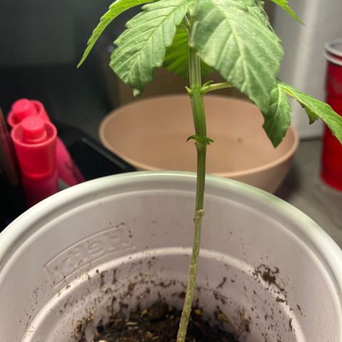 Plant 3 growlog timeline photo