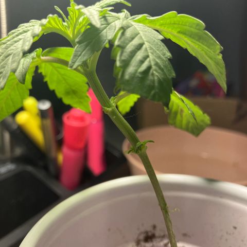 Plant 3 growlog timeline photo