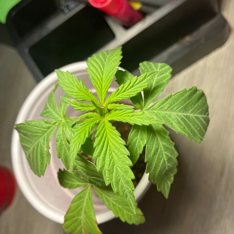 Plant 3 growlog timeline photo