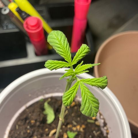 Plant 6 growlog photo: Trimmed 