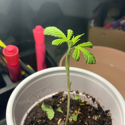 Plant 6 growlog photo: Trimmed 