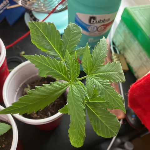 Plant 3 growlog timeline photo