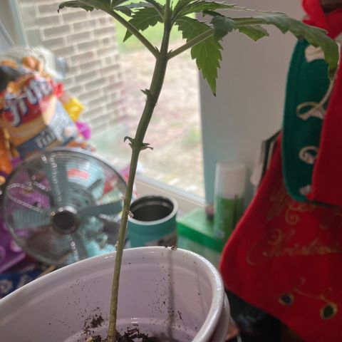 Plant 3 growlog timeline photo