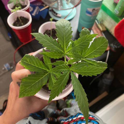 Plant 3 growlog timeline photo