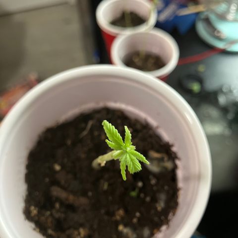 Plant 6 growlog timeline photo