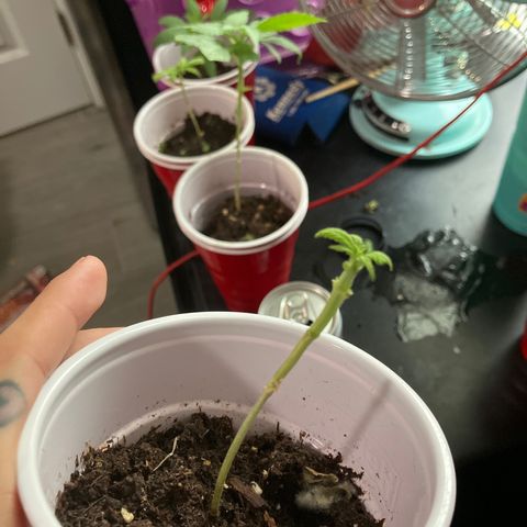 Plant 6 growlog timeline photo