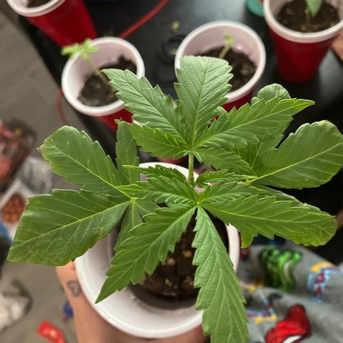 Plant 3 growlog timeline photo