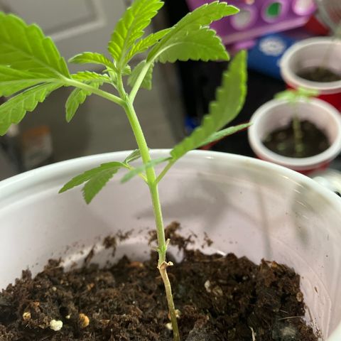 Plant 2 growlog timeline photo