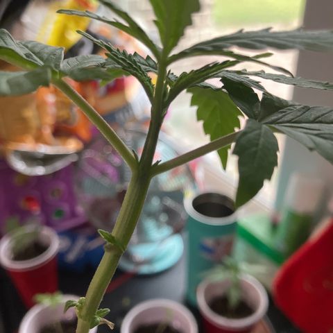 Plant 3 growlog timeline photo