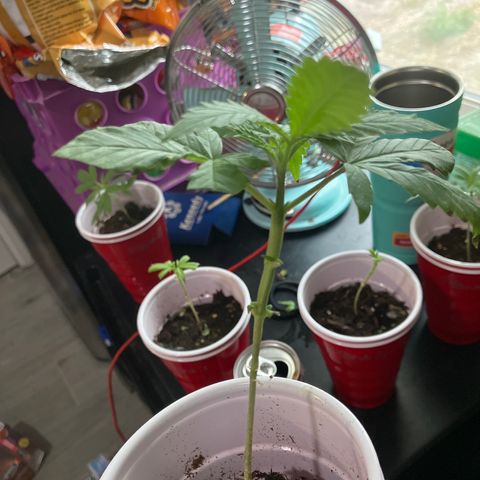 Plant 3 growlog timeline photo