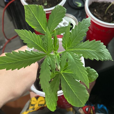 Plant 3 growlog timeline photo
