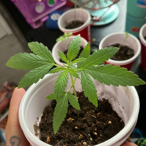 Plant 2 growlog timeline photo