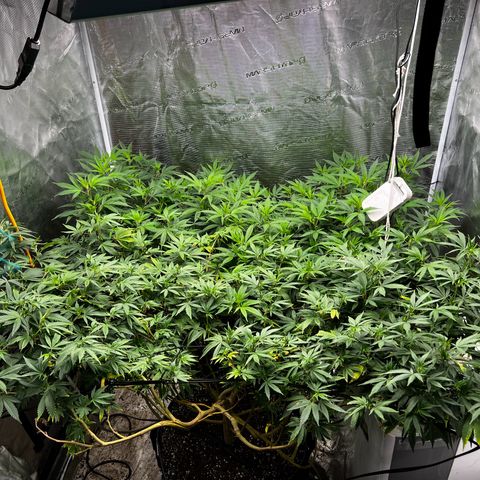 Bubba Kush growlog timeline photo