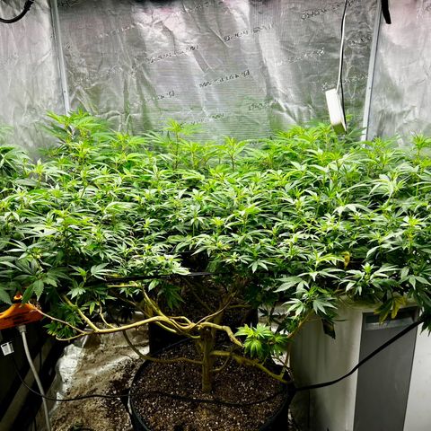 Bubba Kush growlog timeline photo