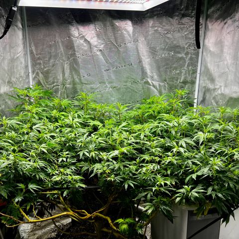 Bubba Kush growlog timeline photo