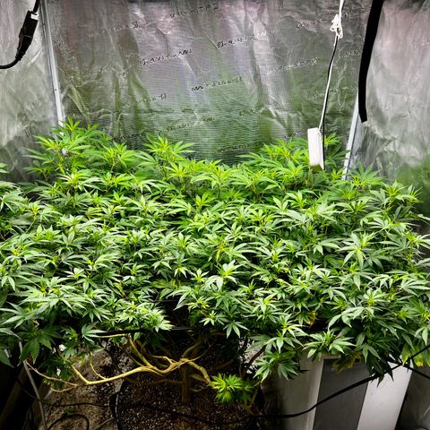 Bubba Kush growlog timeline photo