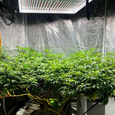 Bubba Kush growlog timeline photo