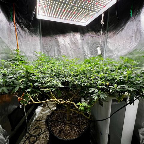 Bubba Kush growlog timeline photo