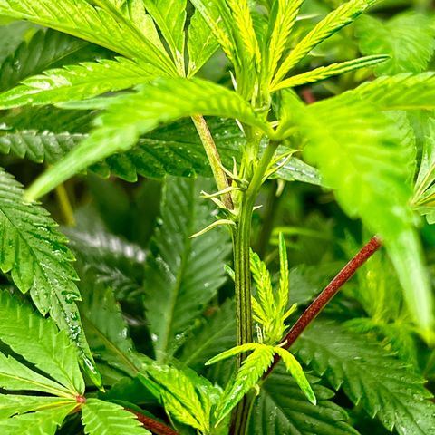 Bubba Kush growlog timeline photo