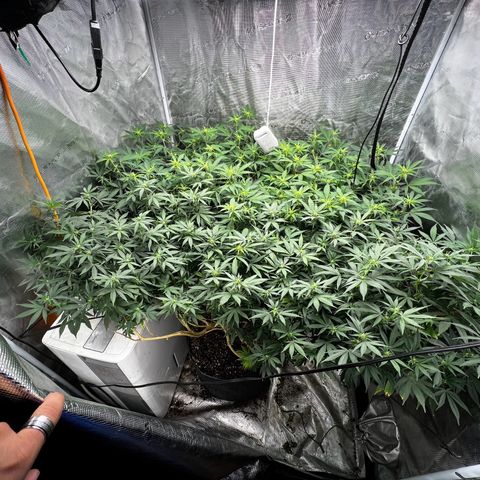 Bubba Kush growlog timeline photo