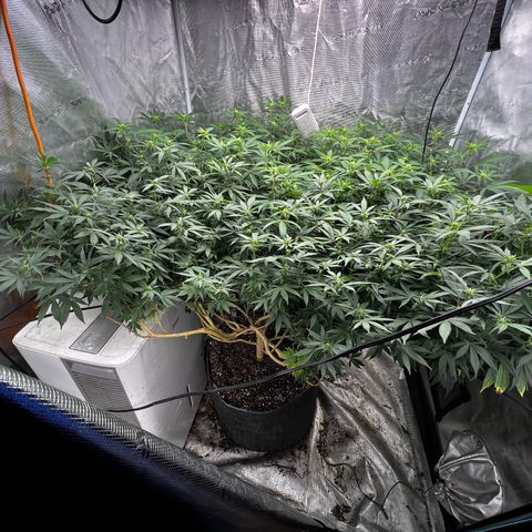 Bubba Kush growlog timeline photo