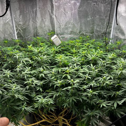 Bubba Kush growlog timeline photo