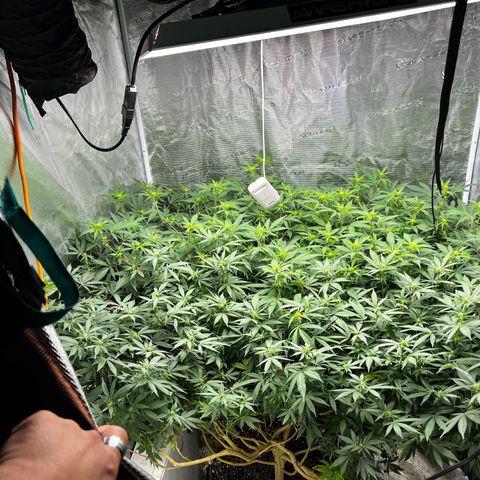 Bubba Kush growlog timeline photo