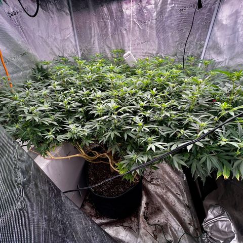 Bubba Kush growlog timeline photo