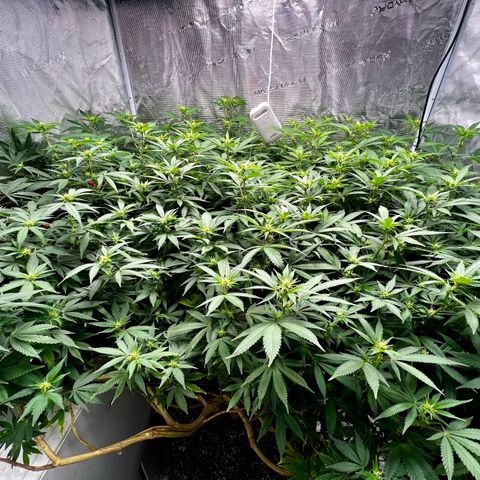 Bubba Kush growlog timeline photo
