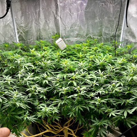 Bubba Kush growlog timeline photo