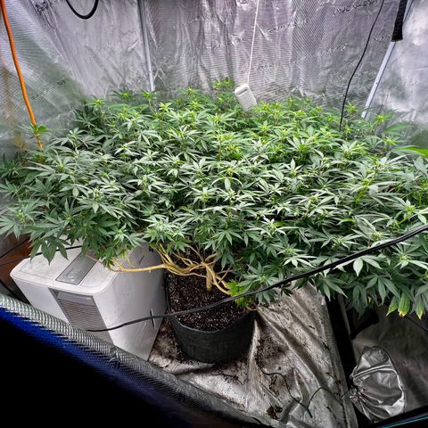 Bubba Kush growlog timeline photo