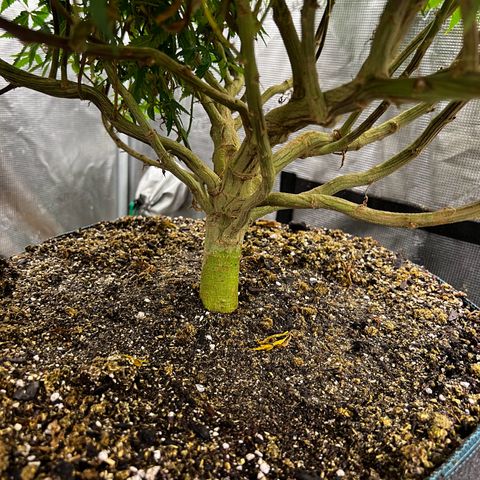 Bubba Kush growlog timeline photo