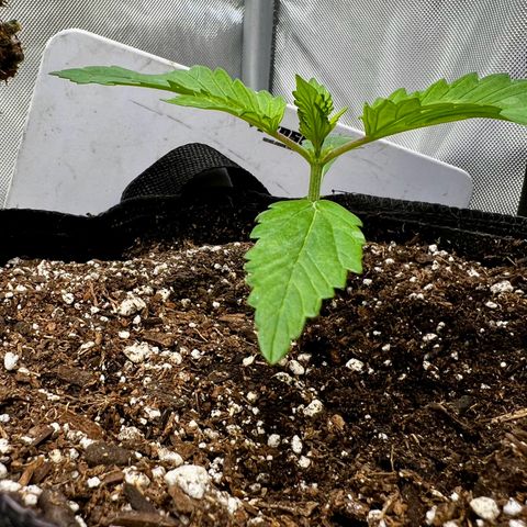 Mega Buds growlog timeline photo