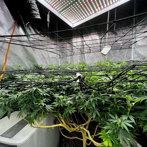 Bubba Kush growlog photo: I put 2 trellis net to get more support 💚