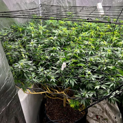 Bubba Kush growlog photo: Their last defoliation.