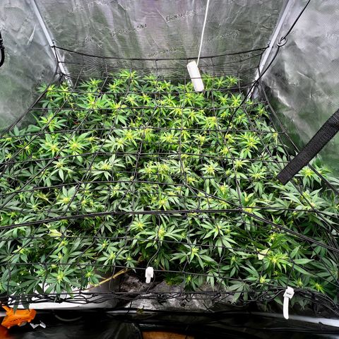 Bubba Kush growlog photo: Their last defoliation.