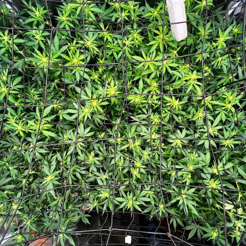 Bubba Kush growlog photo: Their last defoliation.
